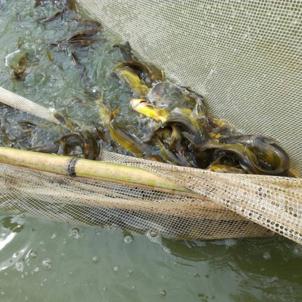 黄颡鱼养殖技术