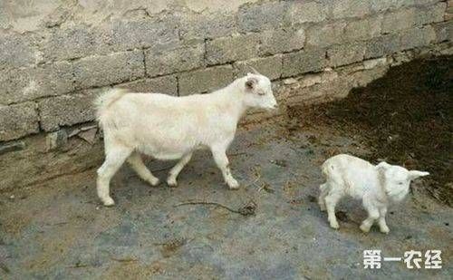 领头羊一般是公羊还是母羊？