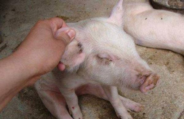 猪寄生虫病的种类和防治方法